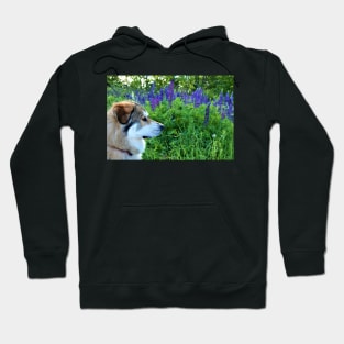 Freyja in the Lupins Hoodie